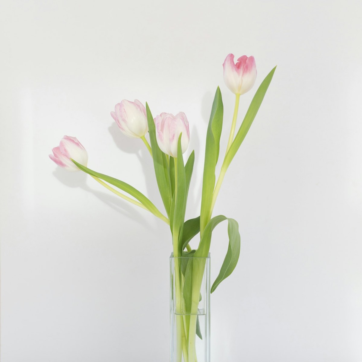 Blush Bud Vase Pair