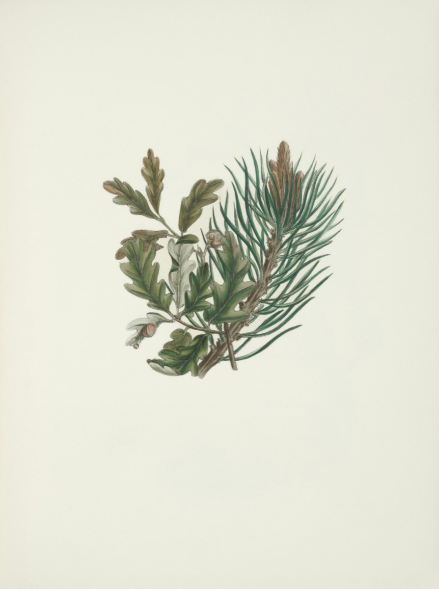 Branch Study I, Oak Frame, 16 by 20