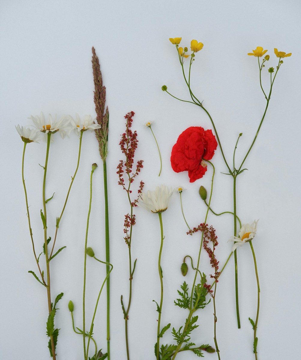 Dried Meadow Bundle