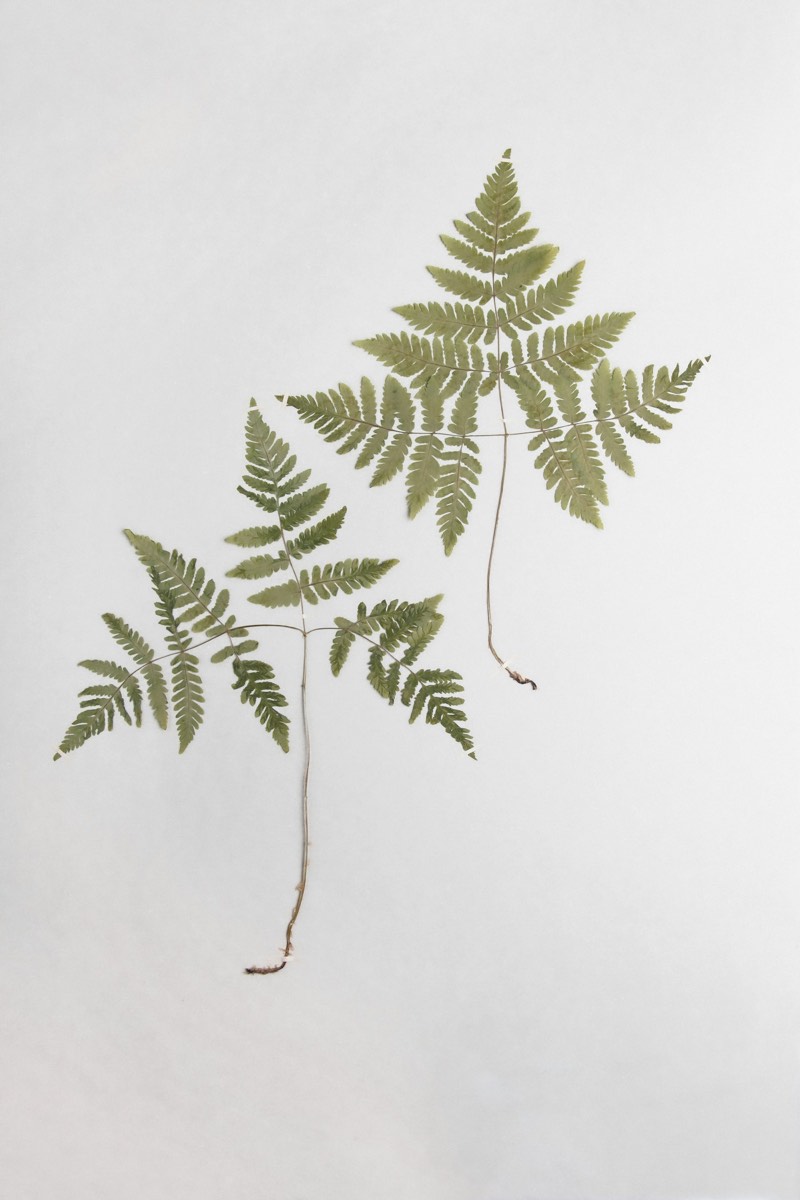 Fern Pressing, 11 by 14