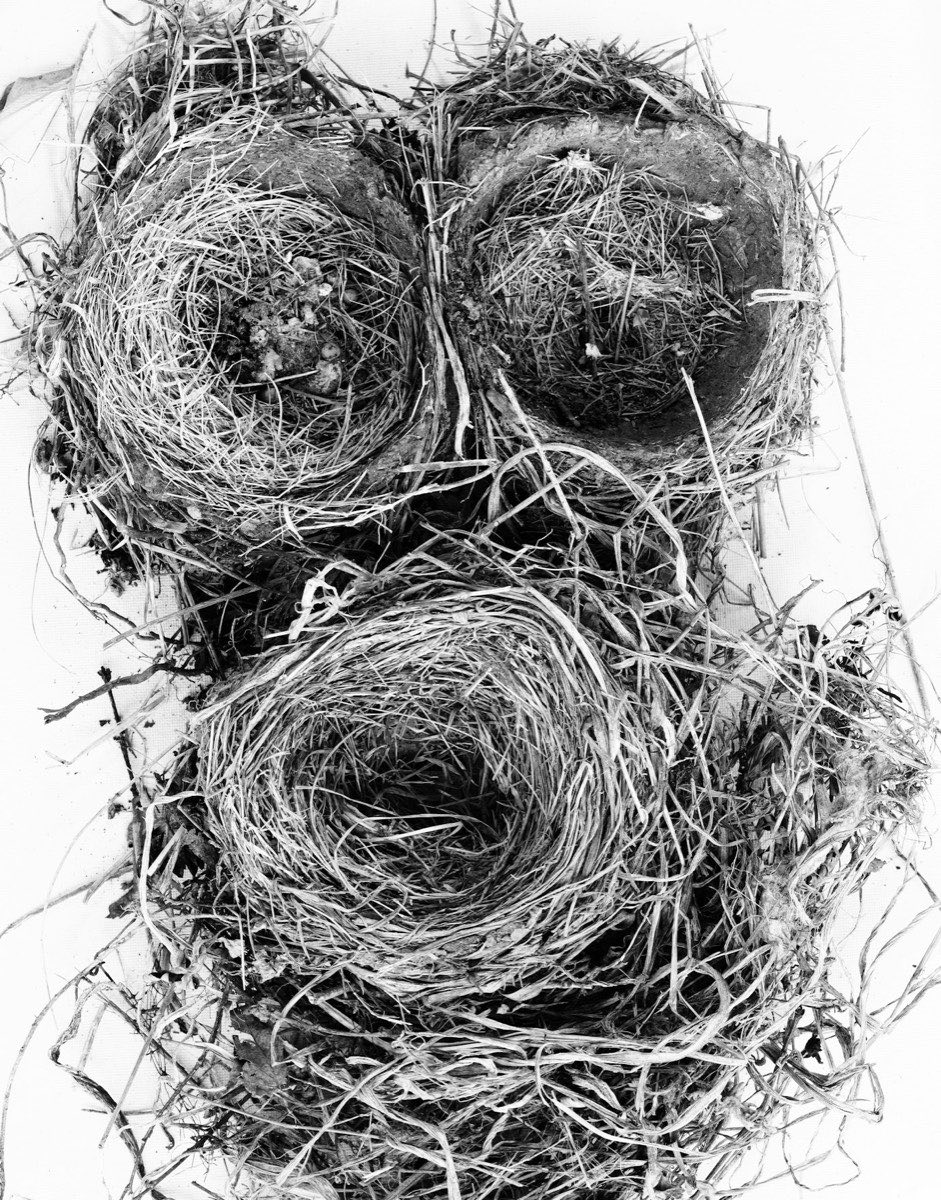 Three Nests, 9 by 12