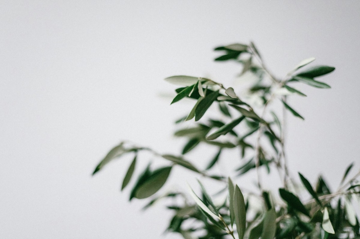 Small Olive Branch Sculpture