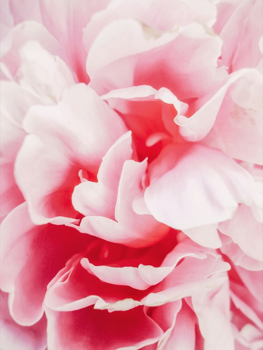 White Peony, Framed, 12 by 16